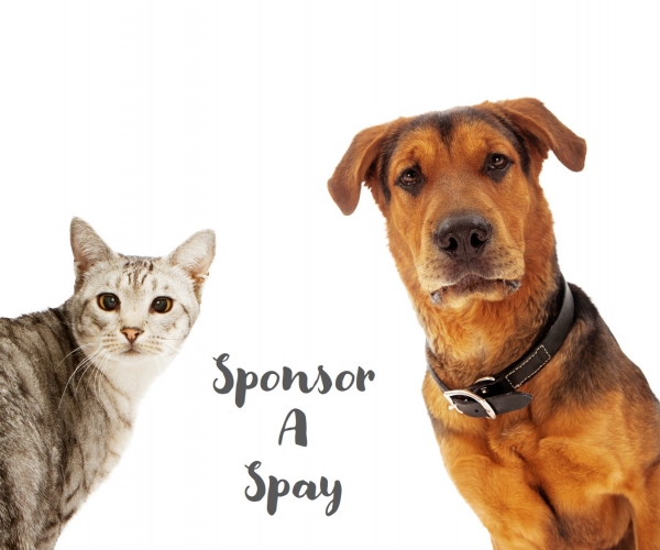 2025 Sponsor A Spay Campaign